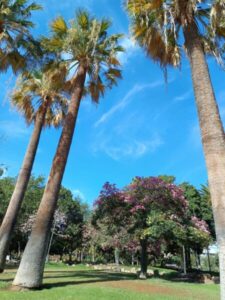 Árboles singulares de Santa Cruz de Tenerife