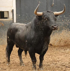 Alguna cosa más sobre la fiesta de los toros. En Canarias no está prohibida