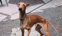 El maltrato a los podencos