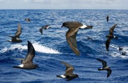 gaviotas
