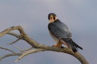 Barbary Falcon Custom