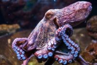 2-pulpo Custom