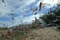 Plaga de langosta Personalizado